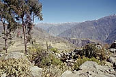 Colca Canyon